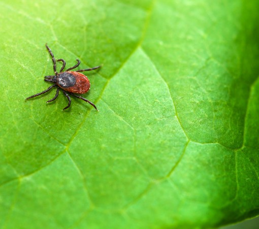DOENÇA DE LYME-DOENÇA BACTERIANA TRANSMITIDA POR CARRAPATOS AFETA A SAÚDE BUCAL}