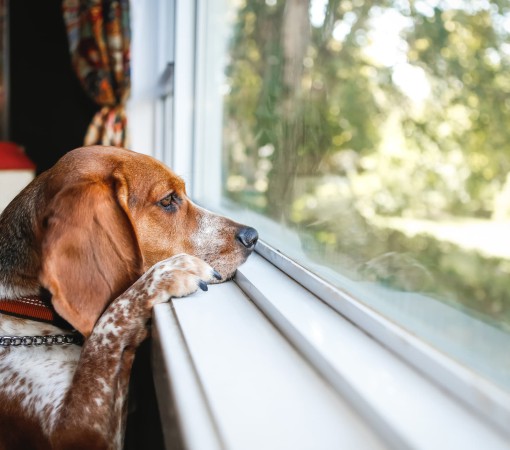 ESPECIALISTA ENSINA O QUE FAZER QUANDO OS CACHORROS SOFREM DE DEPRESSÃO E ANSIEDADE}