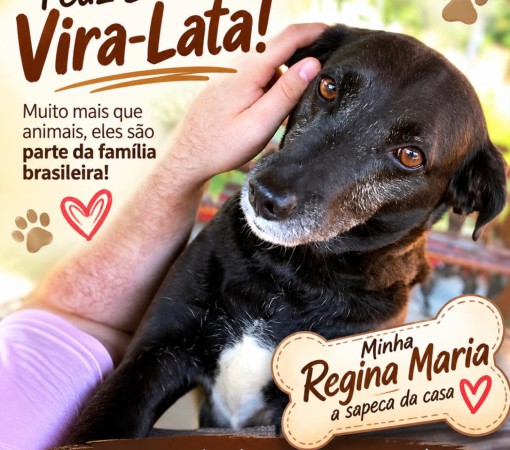 DIA DO VIRA-LATA: AMOR, FIDELIDADE E GRATIDÃO EM QUATRO PATAS}