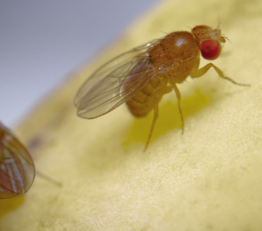 VIROSE DA MOSCA: O QUE É E COMO PREVENIR?}