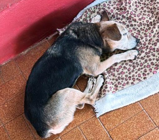 A VELHICE CHEGA PARA NOSSOS ANIMAIS DE ESTIMAÇÃO}