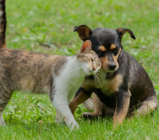 PROTETORAS INDEPENDENTES DE LEME - UNIÃO E AMOR PELA CAUSA ANIMAL}