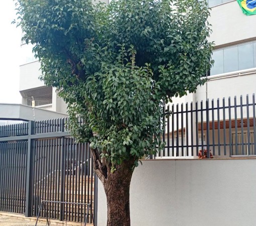 POLÍCIA MILITAR AMBIENTAL APLICA MULTA POR PODA DRÁSTICA DE ÁRVORE EM CONDOMÍNIO}