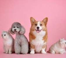SAÚDE ANIMAL: EXAMES PERIÓDICOS EM PETS PODEM IDENTIFICAR DOENÇAS PRECOCEMENTE}