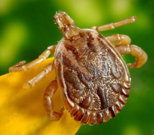 FEBRE MACULOSA É DOENÇA GRAVE QUE EXIGE TRATAMENTO IMEDIATO}