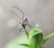 5 CURIOSIDADES PECULIARES SOBRE O MOSQUITO DA DENGUE}