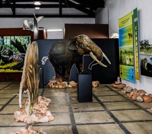 A História Natural de Leme é tema de exposição no museu histórico}