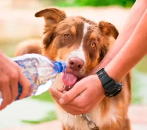 O CALOR TAMBÉM AFETA OS ANIMAIS: CUIDADOS SÃO ESSENCIAIS}