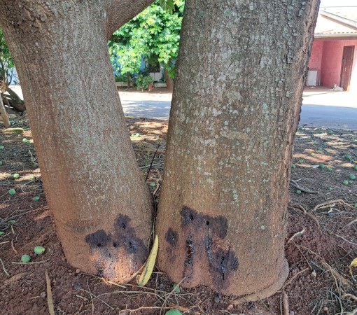 VANDALISMO AMBIENTAL NO TAQUARI PONTE: MANGUEIRA PLANTADA POR DONA NEUSINHA CUNHA (EM MEMÓRIA) É ENVENENADA}