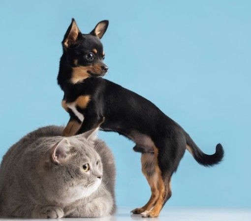 Pets no condomínio: o que pode e o que não pode?}