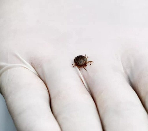 LEME CONFIRMA 1ª MORTE POR FEBRE MACULOSA NO ANO}