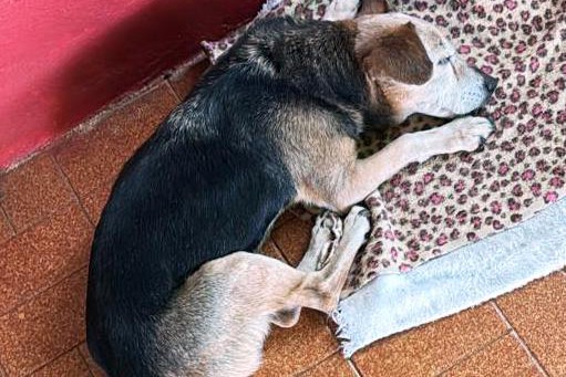 A VELHICE CHEGA PARA NOSSOS ANIMAIS DE ESTIMAÇÃO}