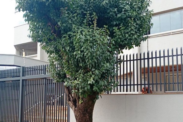 POLÍCIA MILITAR AMBIENTAL APLICA MULTA POR PODA DRÁSTICA DE ÁRVORE EM CONDOMÍNIO}