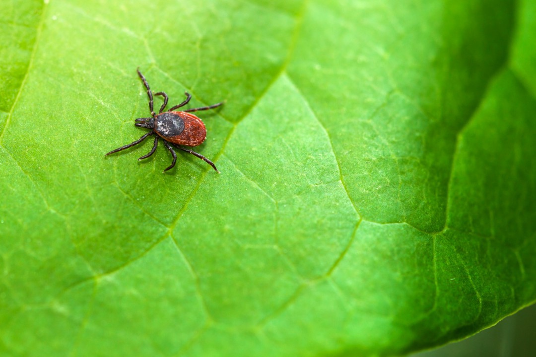 DOENÇA DE LYME-DOENÇA BACTERIANA TRANSMITIDA POR CARRAPATOS AFETA A SAÚDE BUCAL