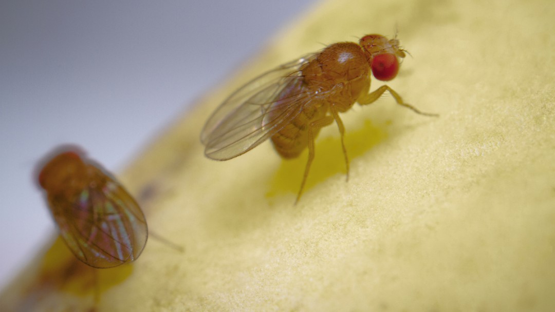VIROSE DA MOSCA: O QUE É E COMO PREVENIR?