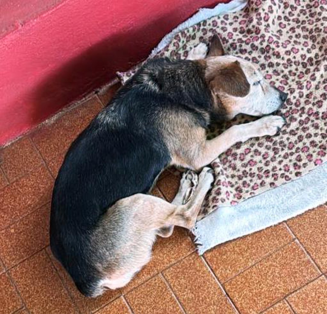 A VELHICE CHEGA PARA NOSSOS ANIMAIS DE ESTIMAÇÃO