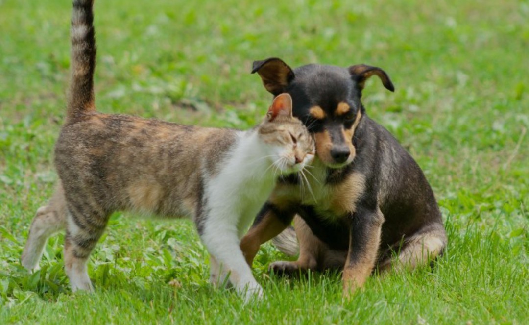 PROTETORAS INDEPENDENTES DE LEME - UNIÃO E AMOR PELA CAUSA ANIMAL