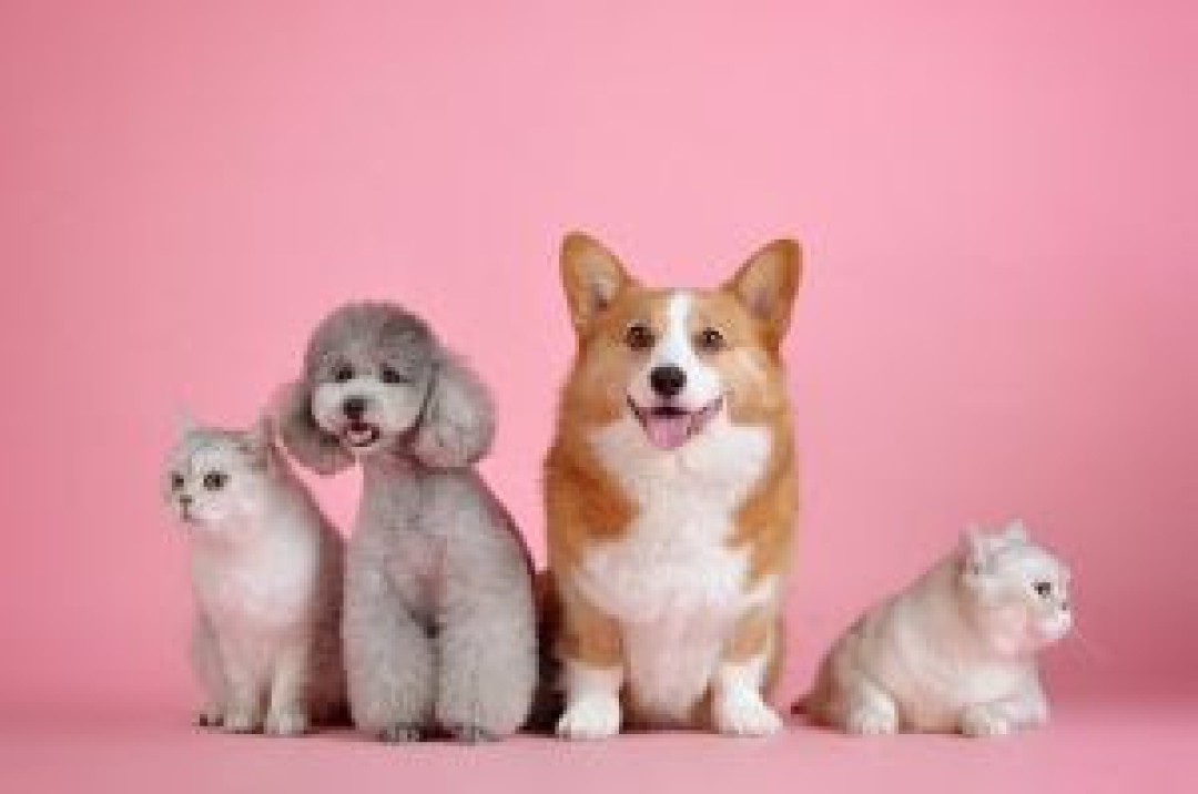 SAÚDE ANIMAL: EXAMES PERIÓDICOS EM PETS PODEM IDENTIFICAR DOENÇAS PRECOCEMENTE