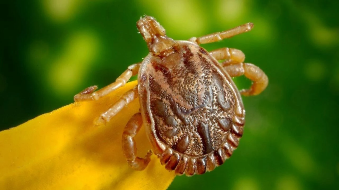 FEBRE MACULOSA É DOENÇA GRAVE QUE EXIGE TRATAMENTO IMEDIATO