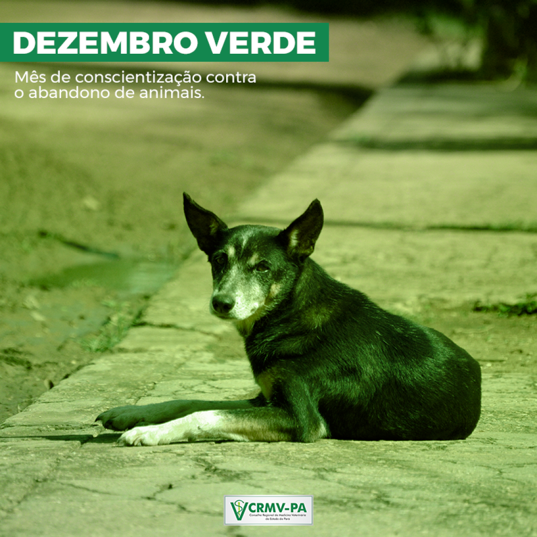 DEZEMBRO VERDE: COMBATE AO ABANDONO DE ANIMAIS