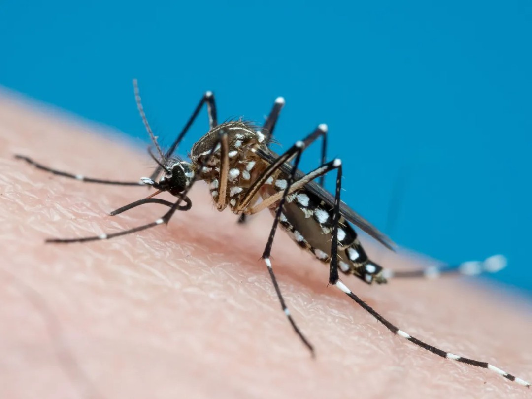07 MITOS SOBRE A DENGUE