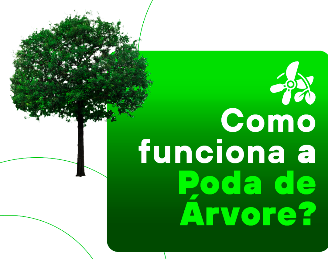 ORIENTAÇÕES SOBRE PODA DE ÁRVORES
