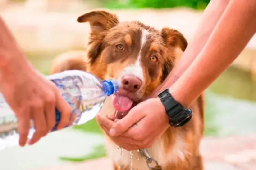 O CALOR TAMBÉM AFETA OS ANIMAIS: CUIDADOS SÃO ESSENCIAIS