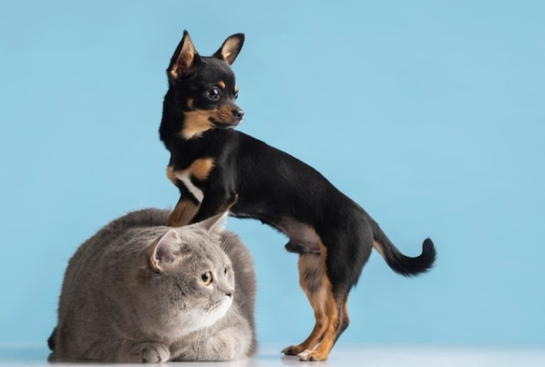 Pets no condomínio: o que pode e o que não pode?