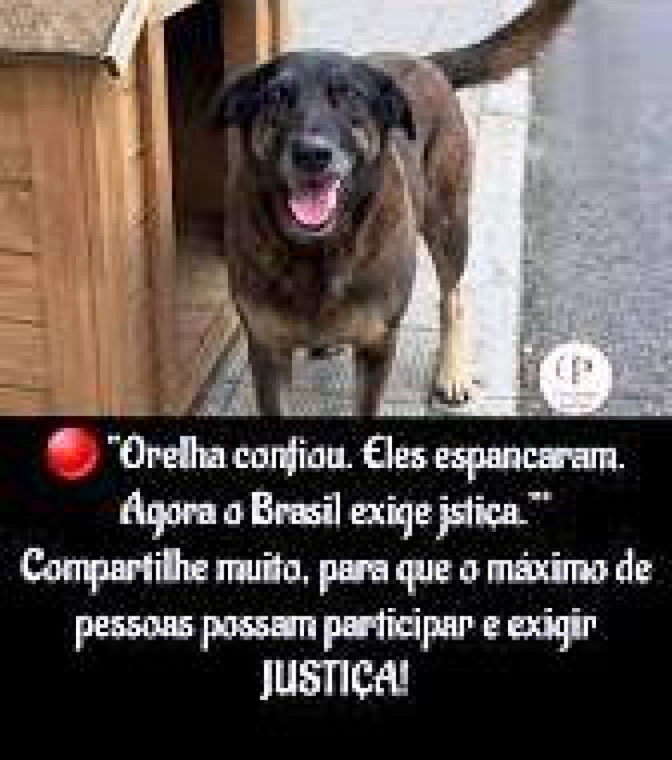 CÃO ORELHA: UMA VIDA INTERROMPIDA PELA CRUELDADE