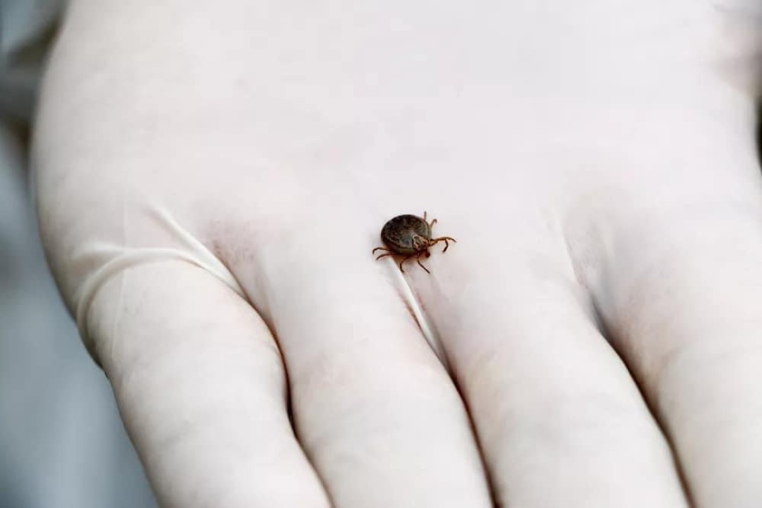 LEME CONFIRMA 1ª MORTE POR FEBRE MACULOSA NO ANO
